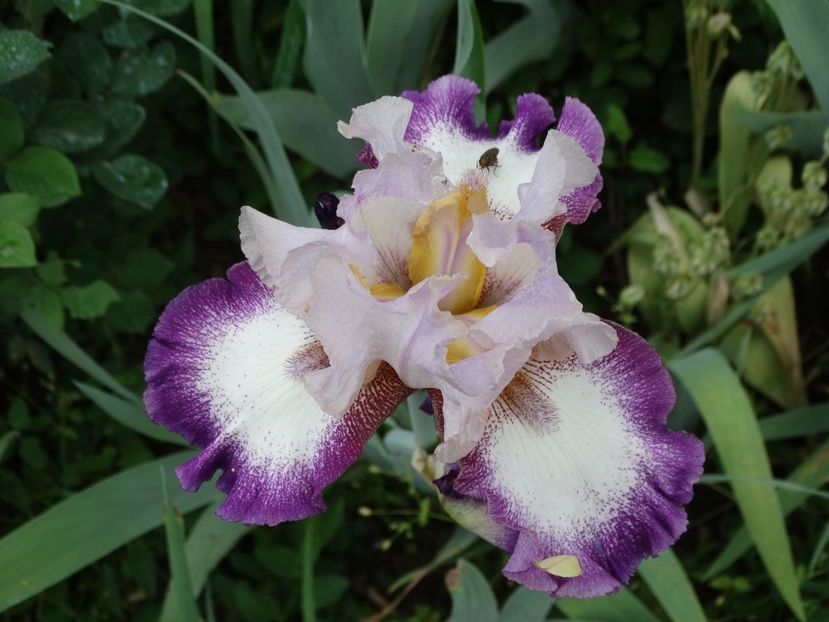  - Irisi 2015-2016-2017-2018