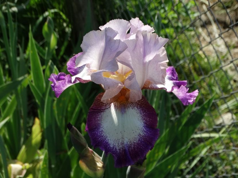  - Irisi 2015-2016-2017-2018