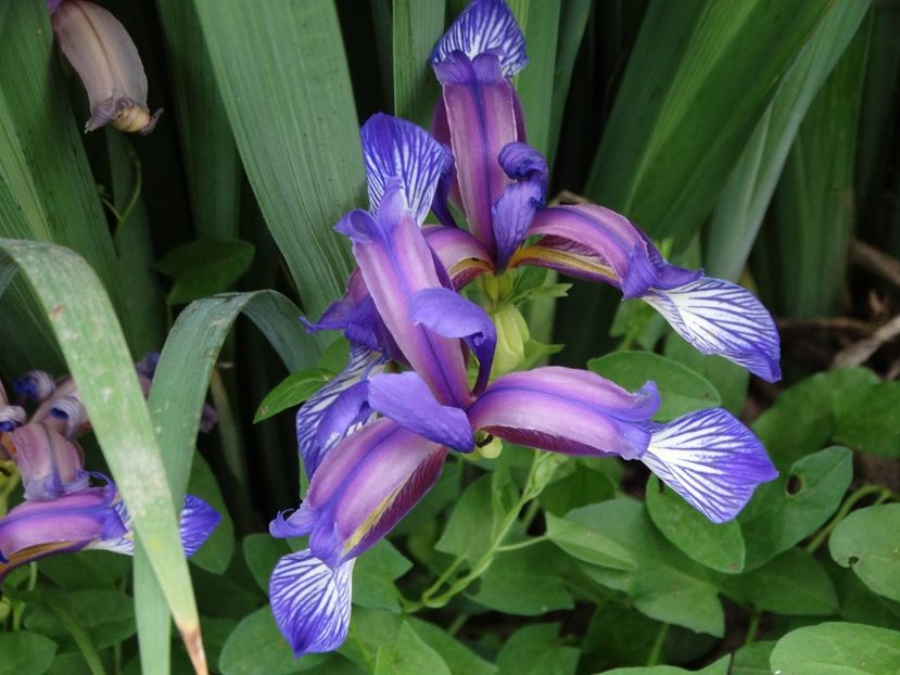  - Irisi 2015-2016-2017-2018