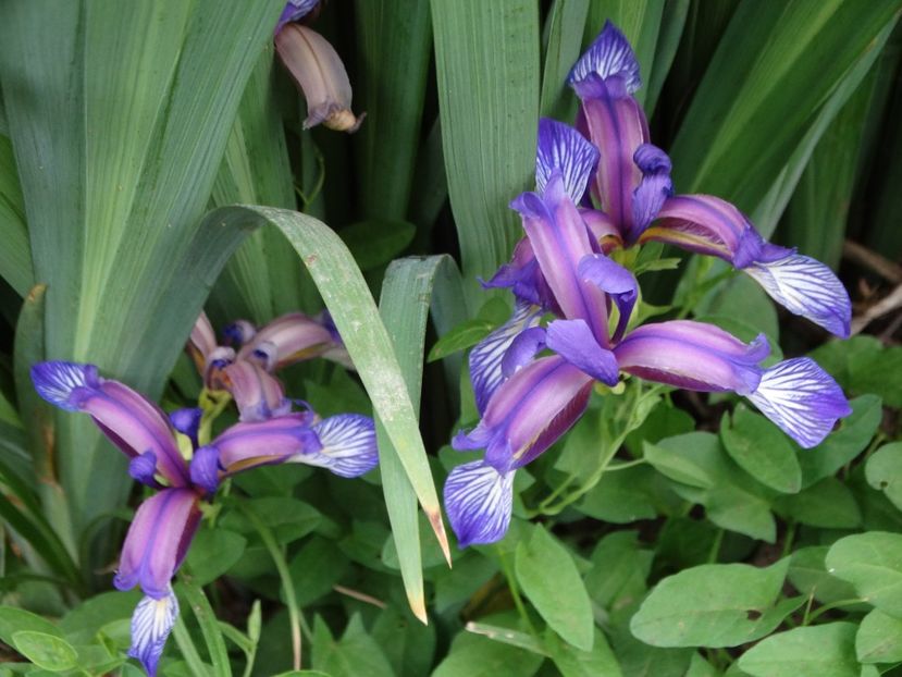  - Irisi 2015-2016-2017-2018