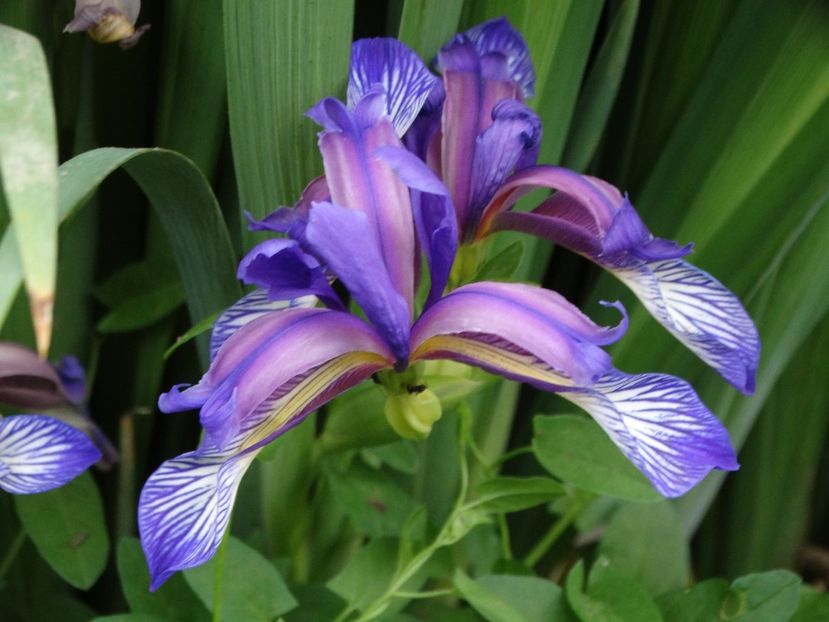  - Irisi 2015-2016-2017-2018