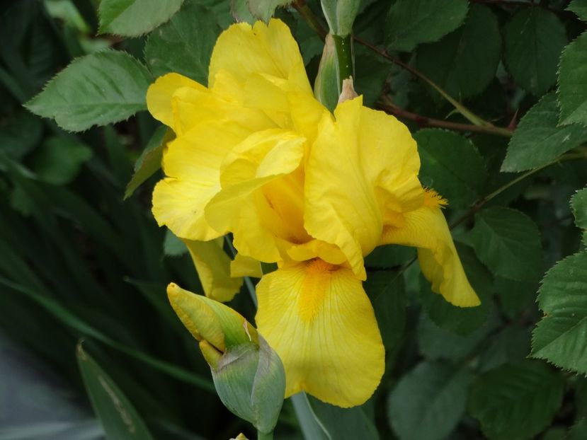  - Irisi 2015-2016-2017-2018