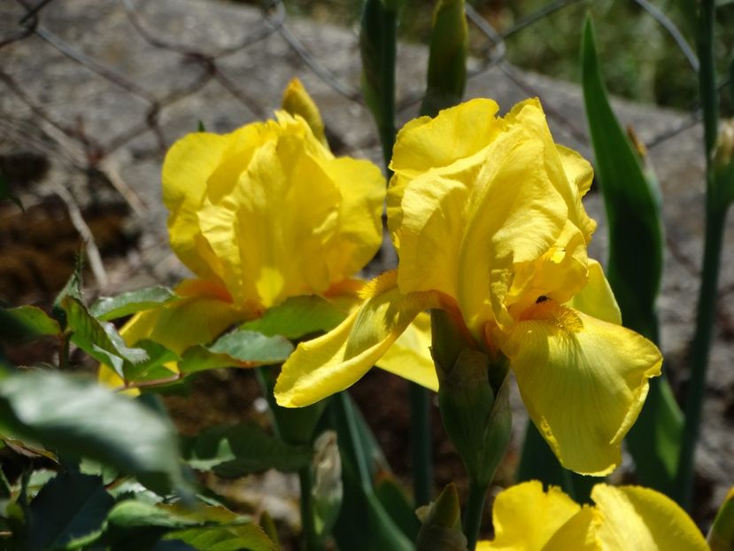  - Irisi 2015-2016-2017-2018