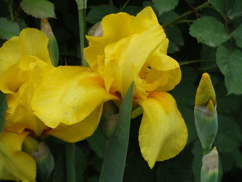  - Irisi 2015-2016-2017-2018