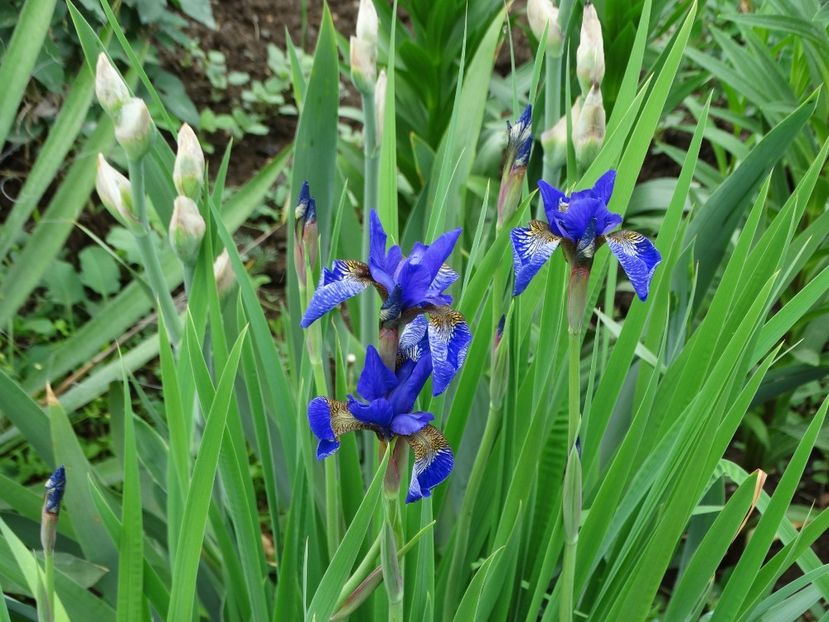  - Irisi 2015-2016-2017-2018