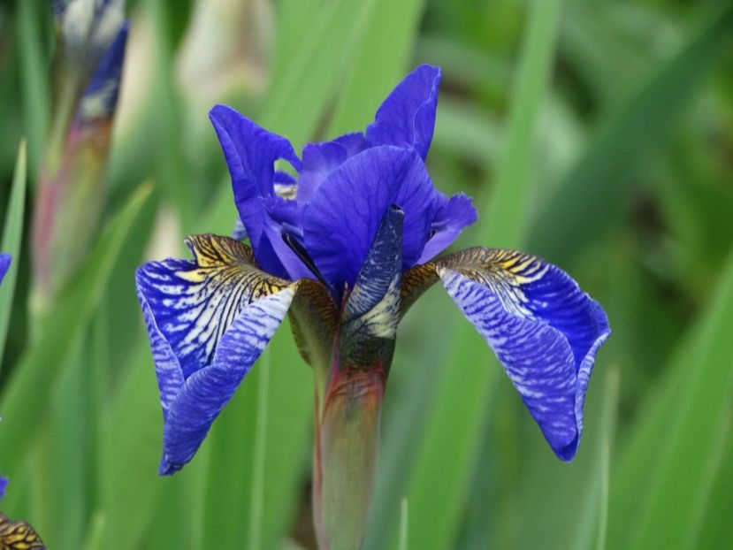  - Irisi 2015-2016-2017-2018