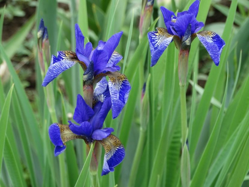  - Irisi 2015-2016-2017-2018