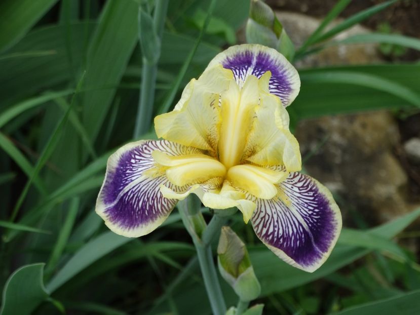  - Irisi 2015-2016-2017-2018