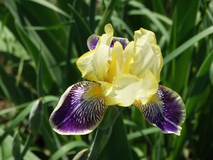  - Irisi 2015-2016-2017-2018