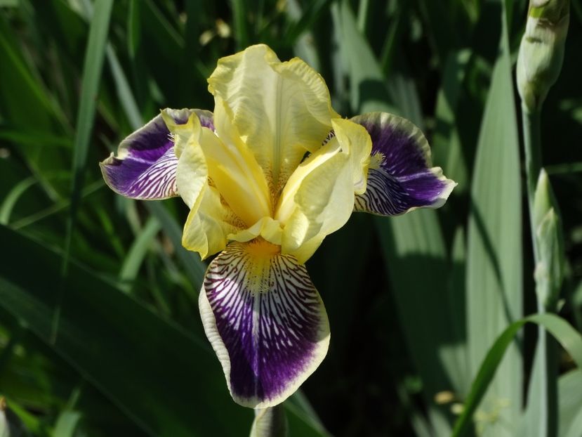  - Irisi 2015-2016-2017-2018