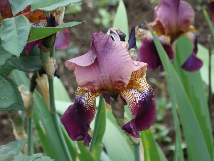  - Irisi 2015-2016-2017-2018