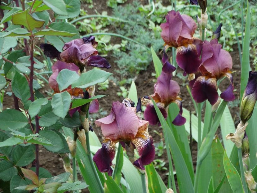  - Irisi 2015-2016-2017-2018