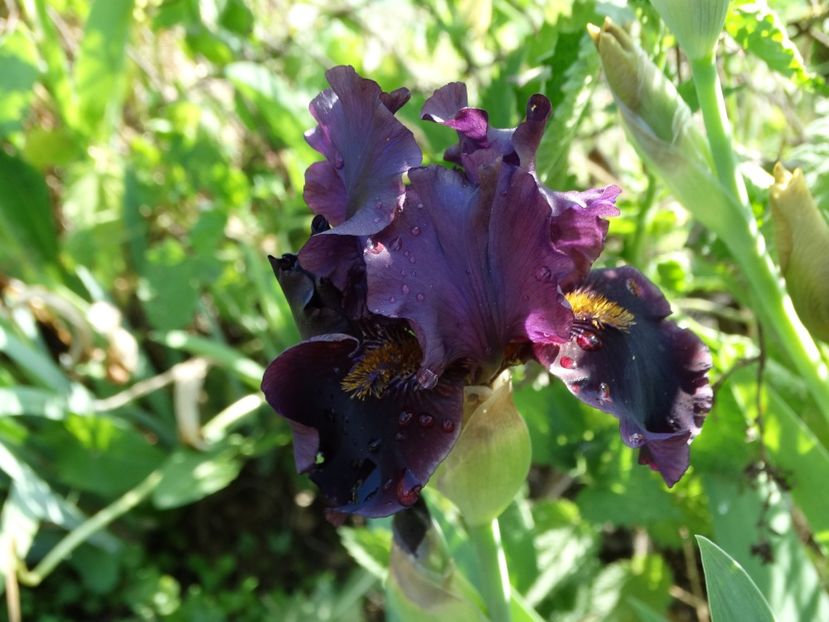  - Irisi 2015-2016-2017-2018