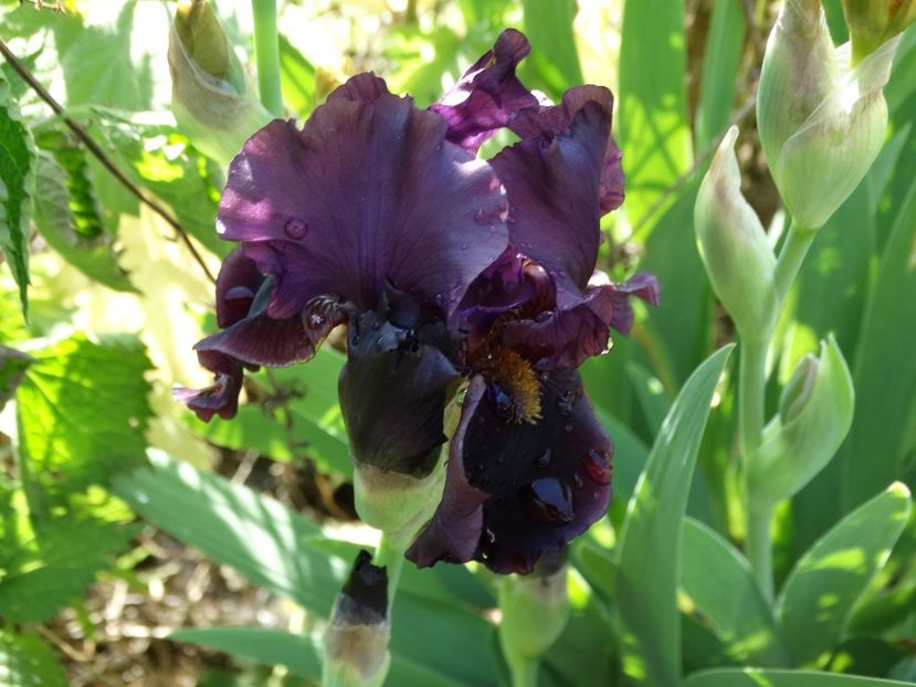  - Irisi 2015-2016-2017-2018