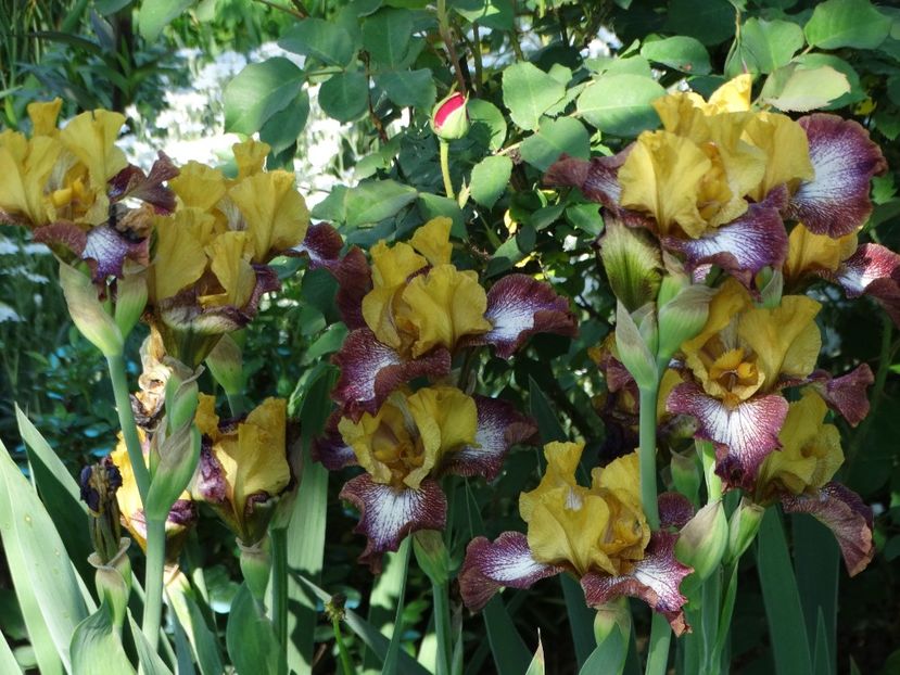  - Irisi 2015-2016-2017-2018