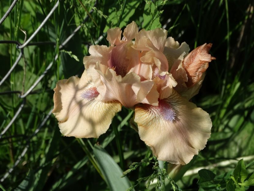  - Irisi 2015-2016-2017-2018