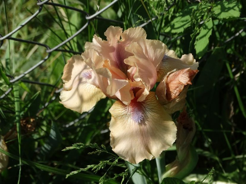  - Irisi 2015-2016-2017-2018