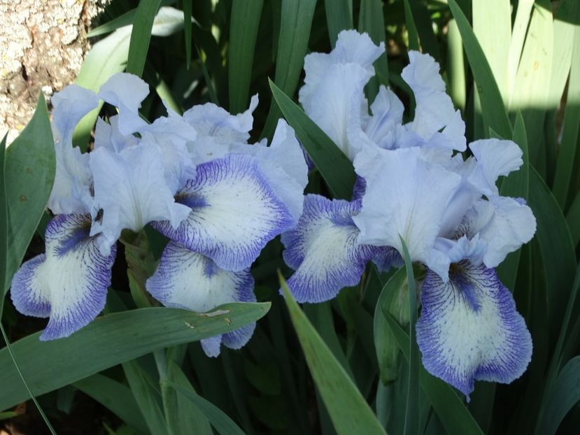  - Irisi 2015-2016-2017-2018