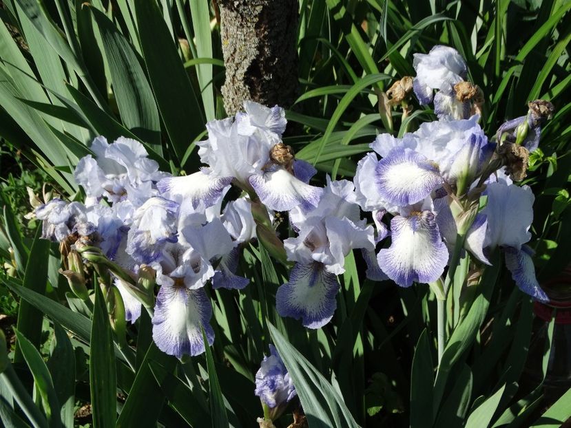  - Irisi 2015-2016-2017-2018