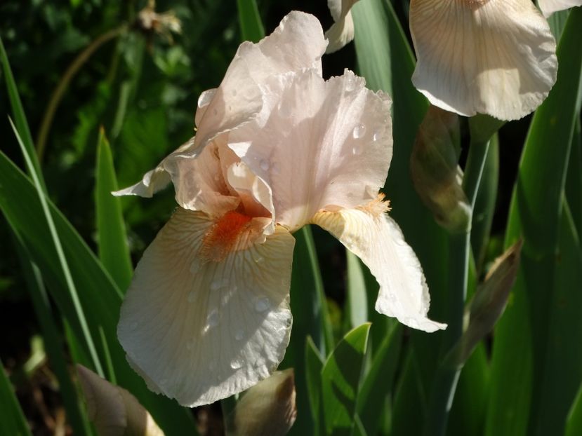  - Irisi 2015-2016-2017-2018