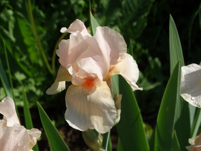  - Irisi 2015-2016-2017-2018