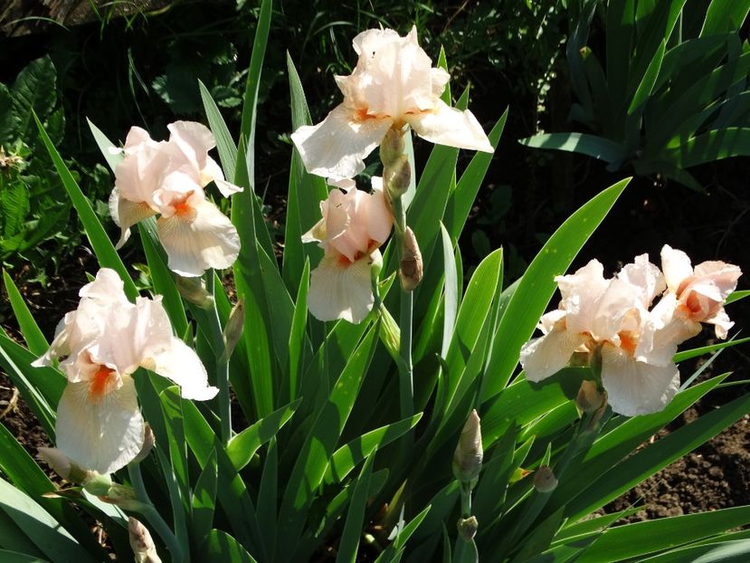  - Irisi 2015-2016-2017-2018