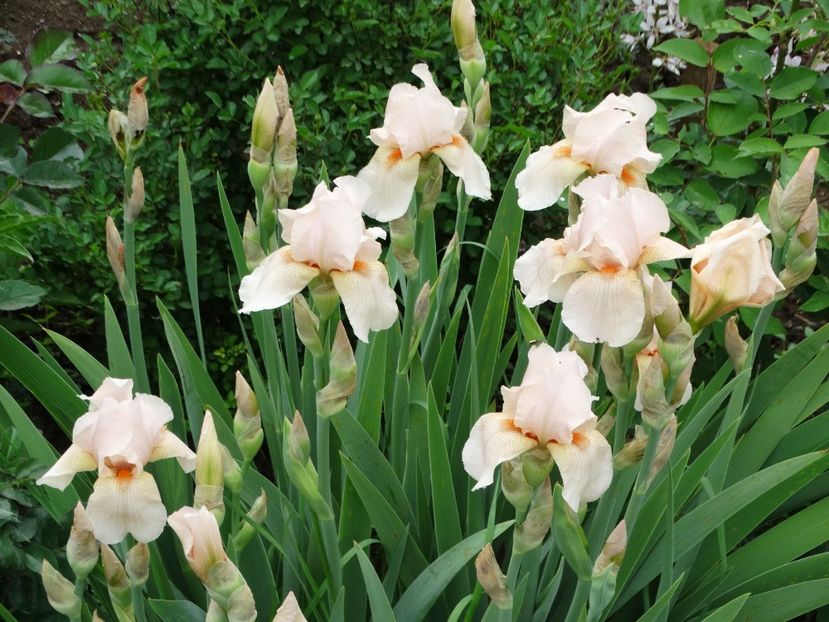  - Irisi 2015-2016-2017-2018