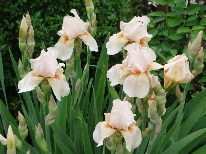  - Irisi 2015-2016-2017-2018