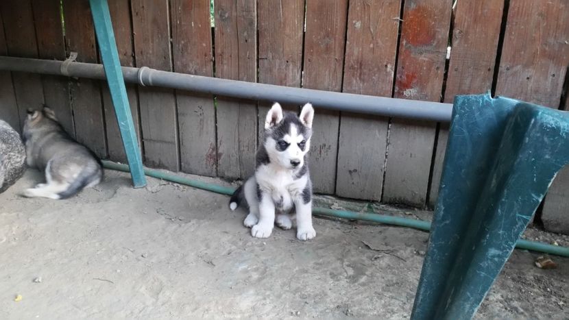  - Husky pui