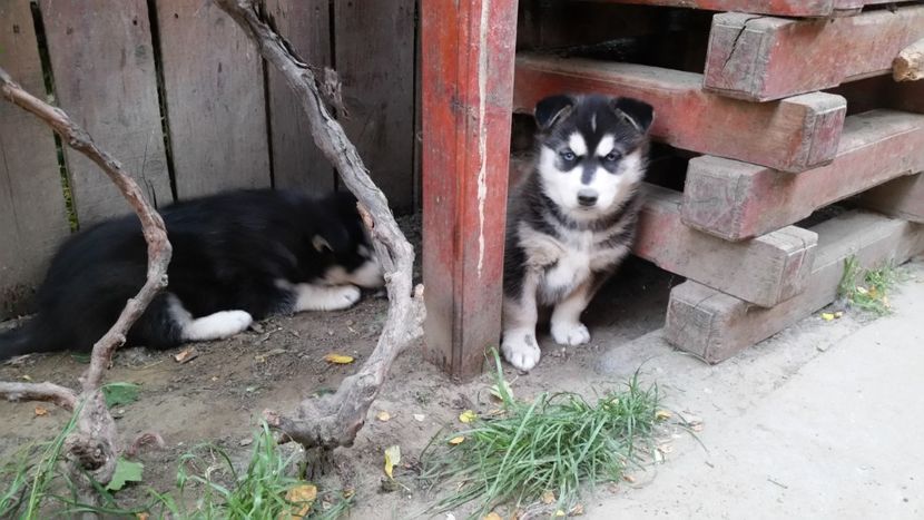  - Husky pui