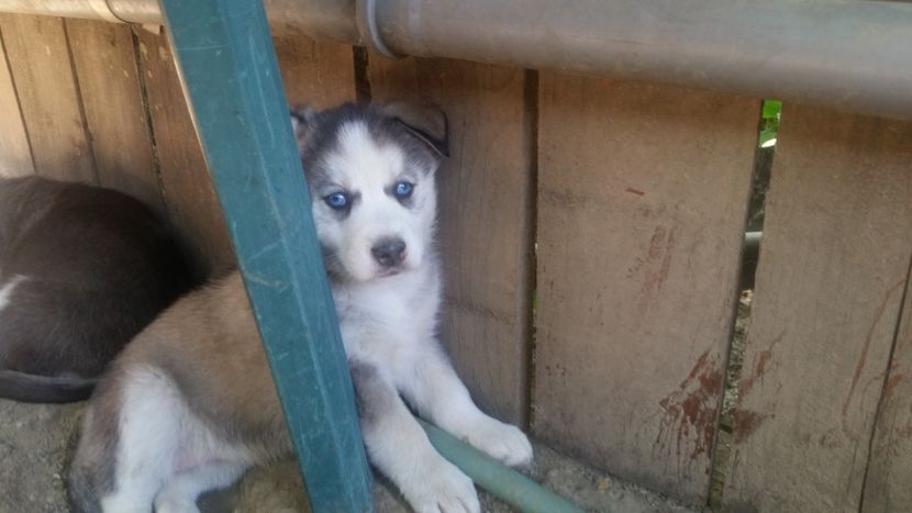  - Husky pui