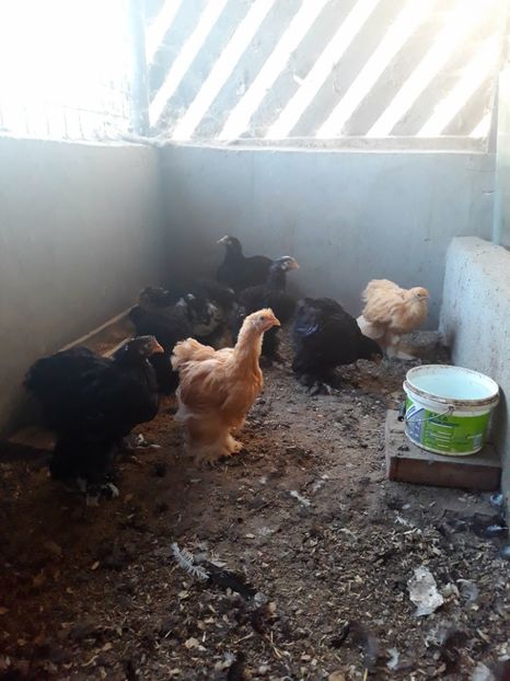  - Pui - tineret 2018