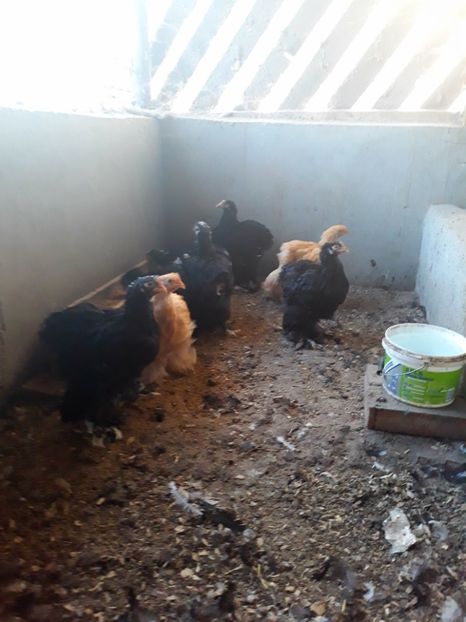  - Pui - tineret 2018