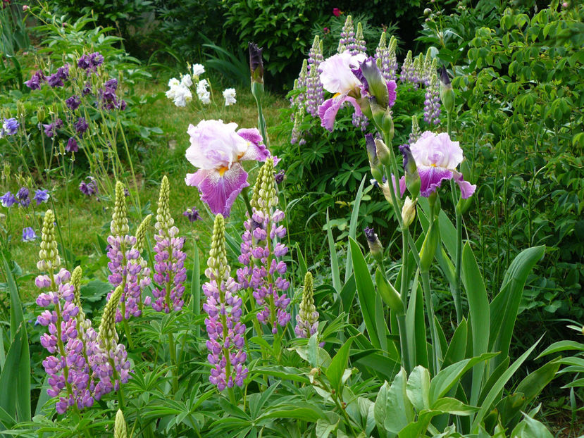 2018 - Z_FAVORITELE gradinii mele