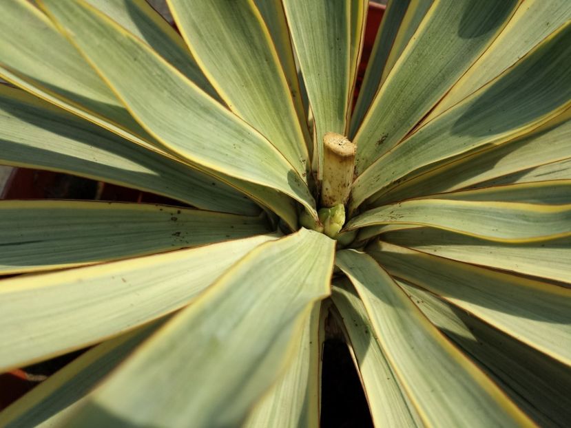 Trimis la - cameliaungureanu.sunphoto.ro - PLANTE TRIMISE - 2018