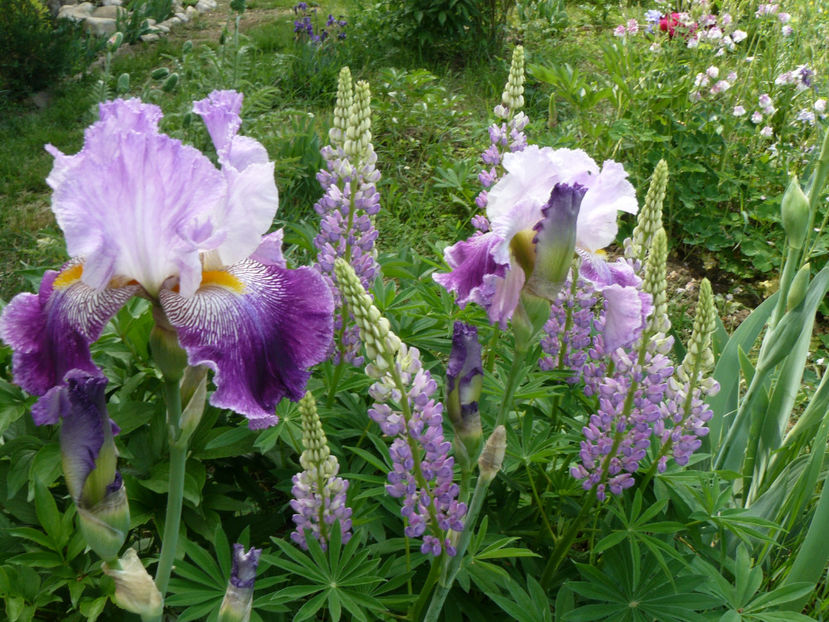 Arabella - Z_FAVORITELE gradinii mele