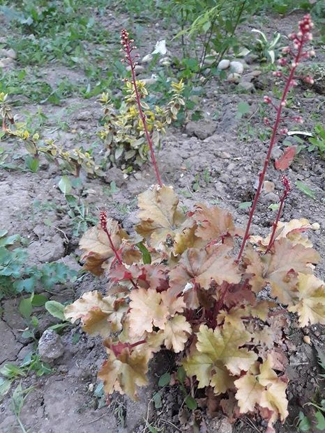  - 2018 - În grădină