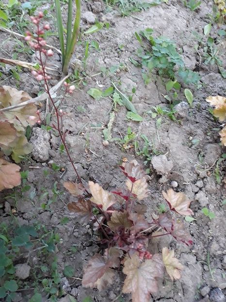  - 2018 - În grădină