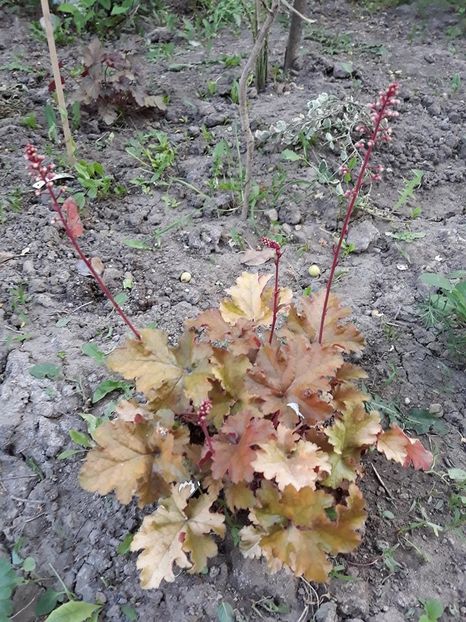  - 2018 - În grădină
