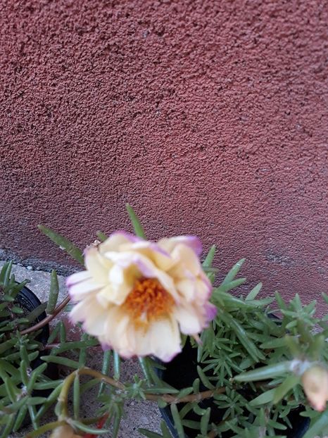  - 2018 - În grădină