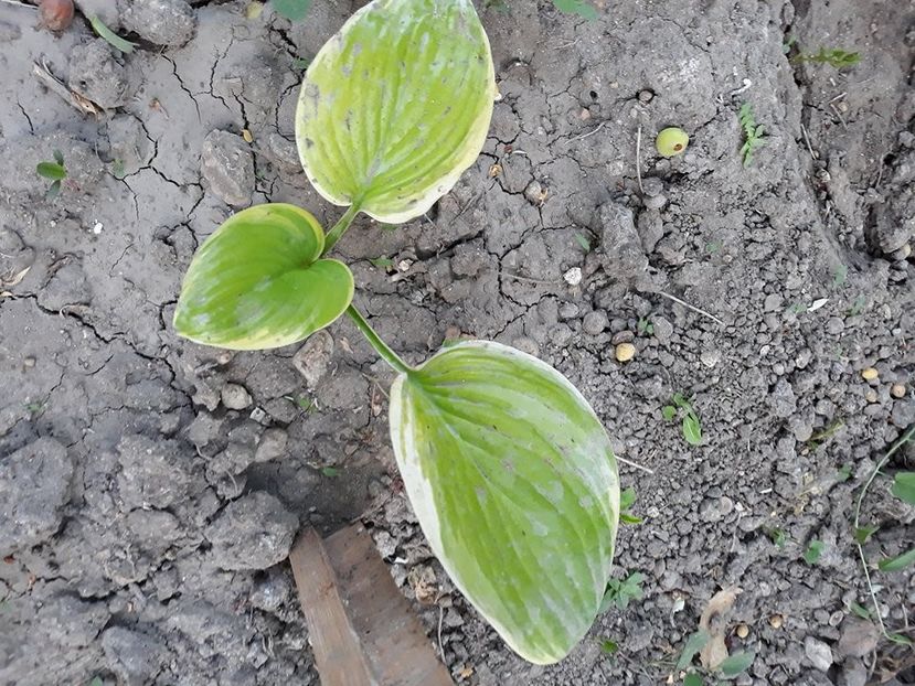  - 2018 - În grădină