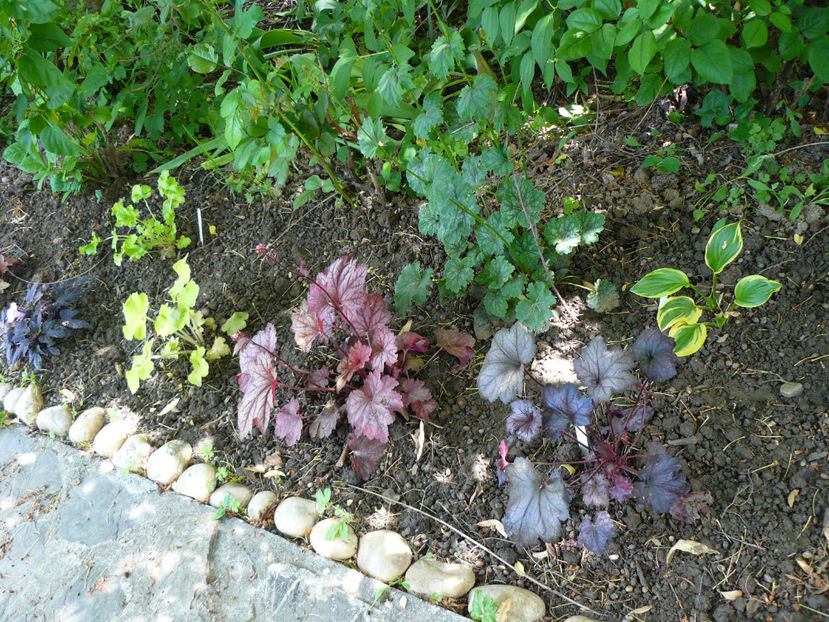 Ipomeea, Citronella, WaterMelon, Plum Crazy, Fall festival - 2018_Heuchera_plante umbra