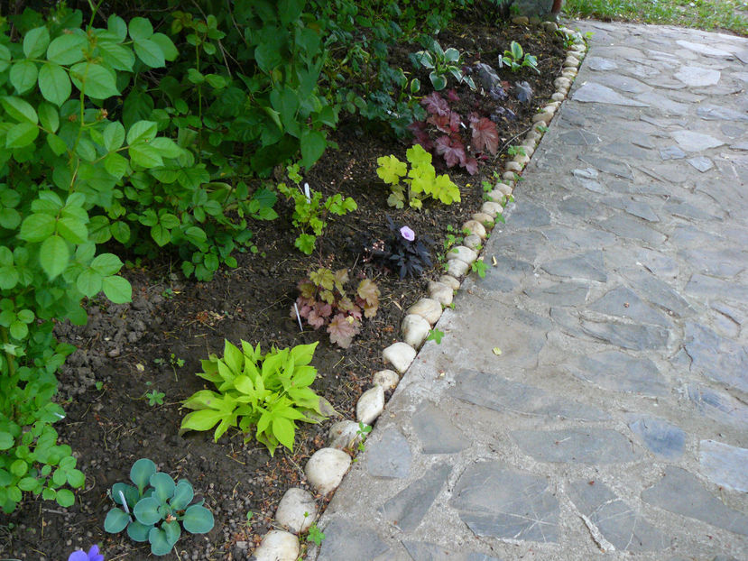 Hosta Blue Cadet, Ipomeea, Heuchera Carnival Rose, Ipomeea, Citronella - 2018_Heuchera_plante umbra