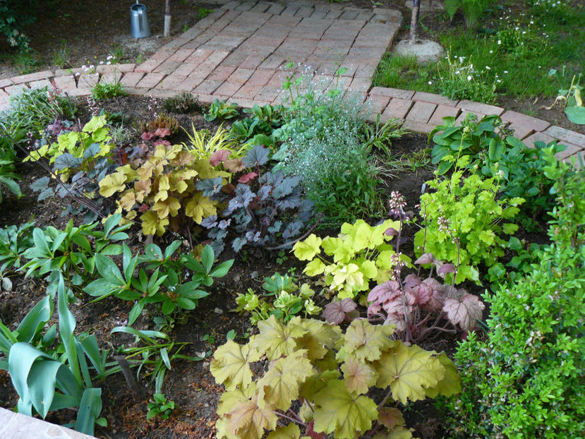 Heuchere si Helleborus - 2018_Heuchera_plante umbra
