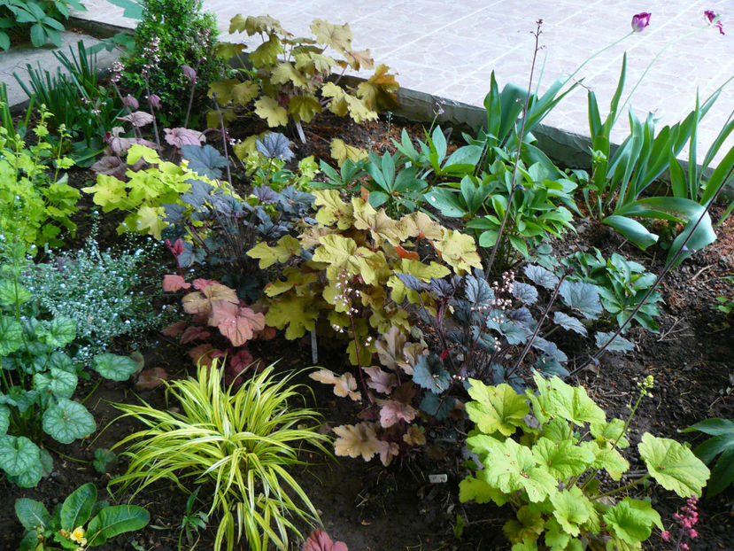 Dale Strain, Hakonekloa, CheryCola, Paprika,Frosted Violet,Elektra - 2018_Heuchera_plante umbra
