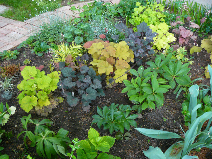 P1310623 - 2018_Heuchera_plante umbra