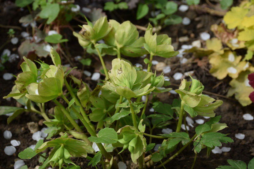 Helleborus White Snow -floare trecuta - 2018_Heuchera_plante umbra