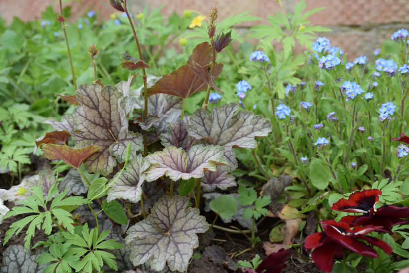 Milan - 2018_Heuchera_plante umbra