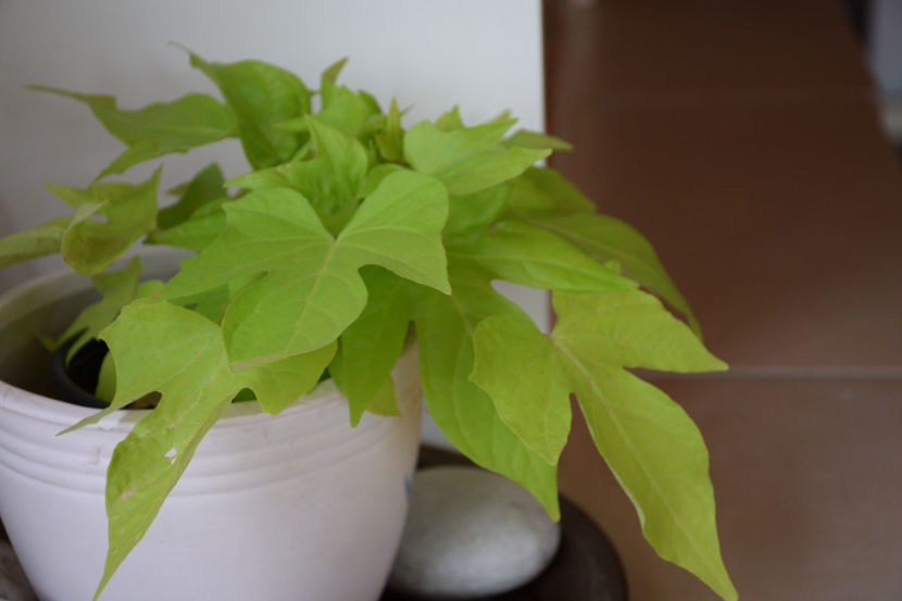 Ipomeea - 2018_Heuchera_plante umbra