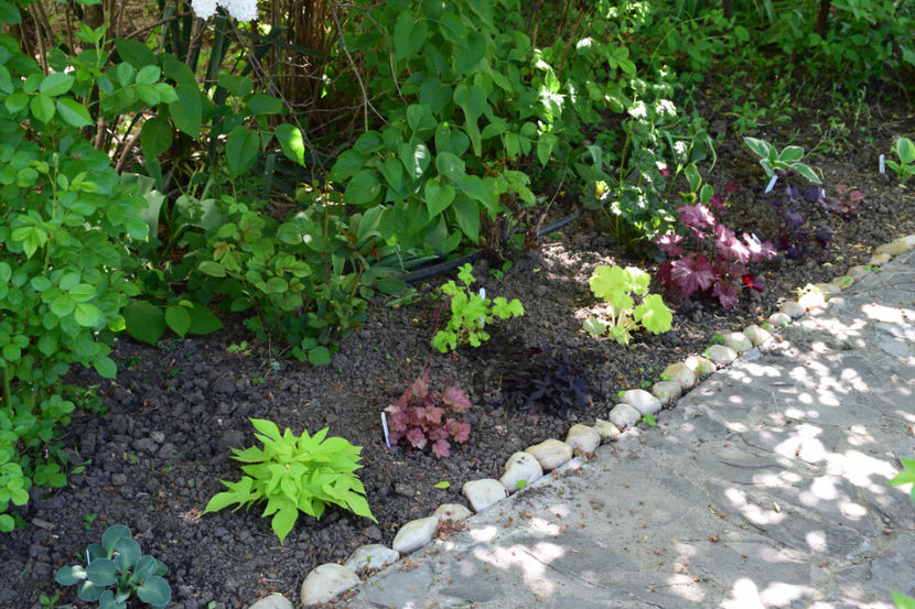 Blue Cadet, Ipomeea, Carnival rose, Ipomeea, Citronella, Watermelon,Plum Crazy - 2018_Heuchera_plante umbra